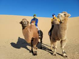 Camel riding service welcomes tourists